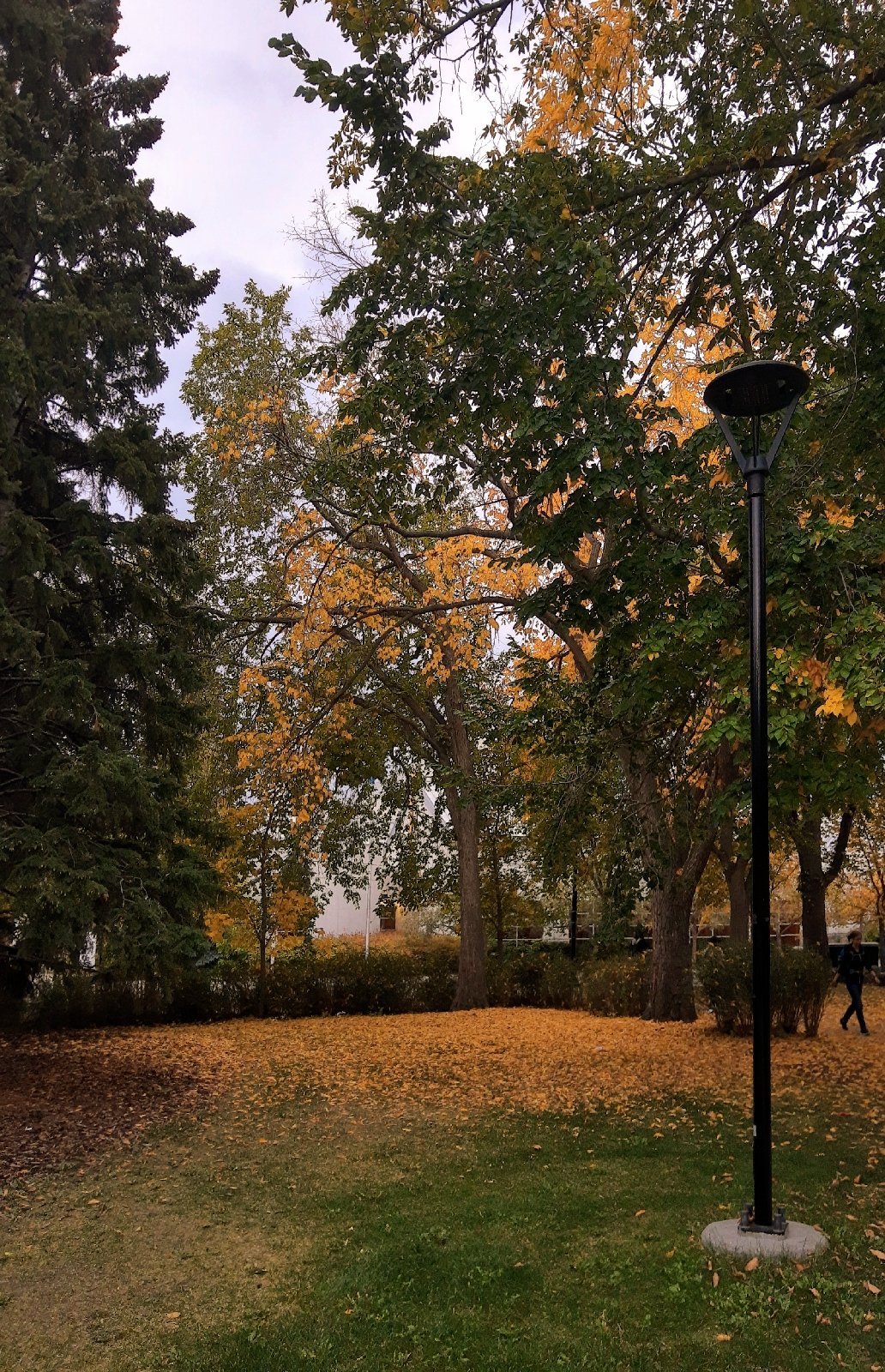 Rating my Experience in Each of my First Year Courses (CS/CPSC @ UCalgary)